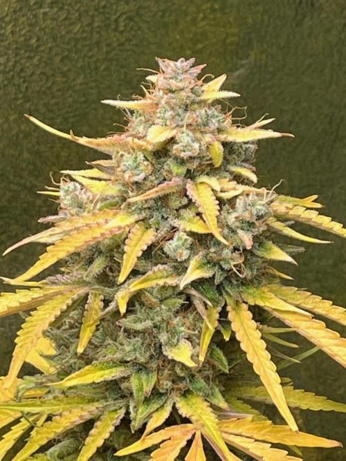 Apple Fritter Auto. Week 13