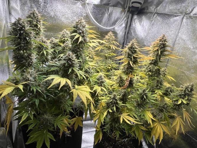 Apple Fritter Auto. Week 13