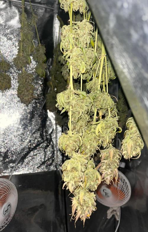 Apple Fritter Auto. Week 14