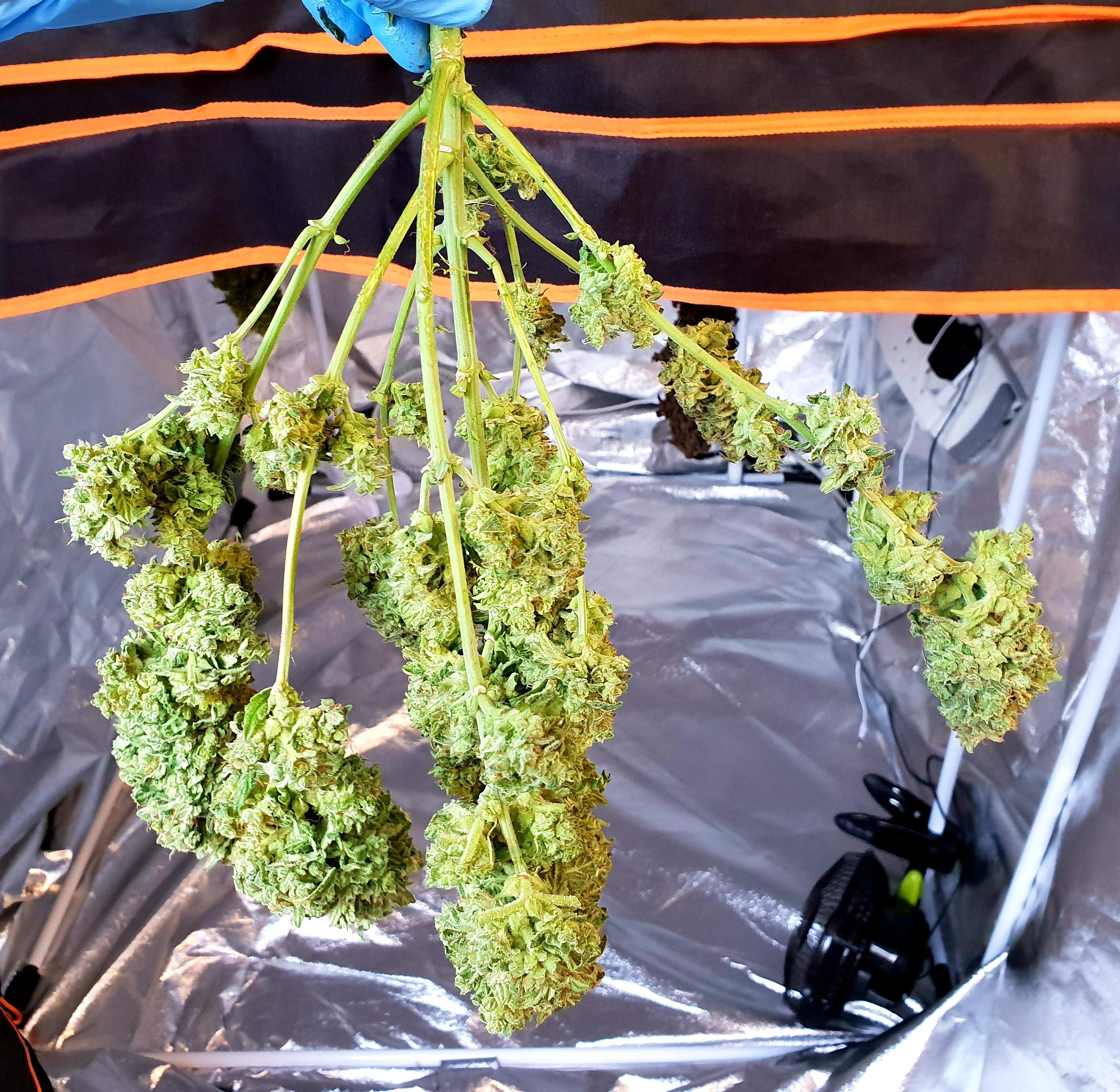 Sweet Seeds Honey Peach Auto CBD, Fast Buds Blackberry Auto, Fast Buds