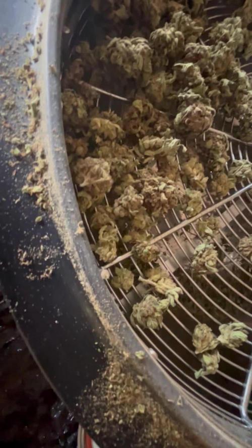 SoCal Outdoor Light Dep Black Cherry Gelato