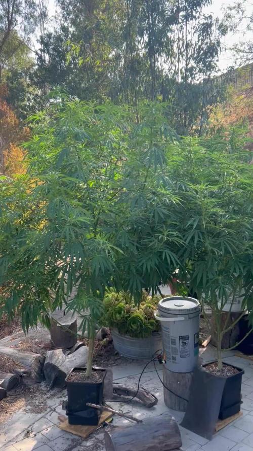 Blue Gelato SoCal Outdoor