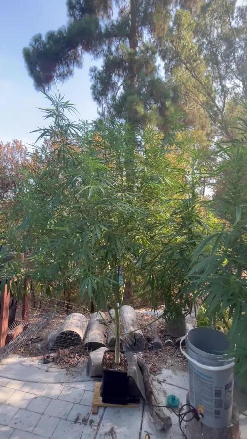 Blue Gelato SoCal Outdoor Autopot