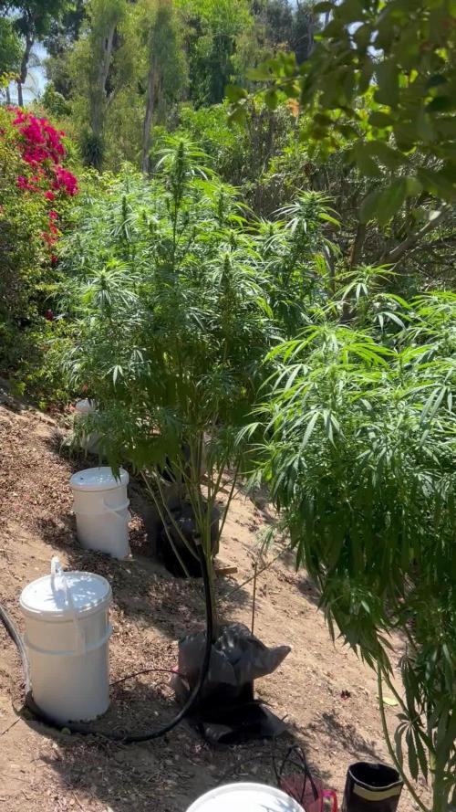 Blue Gelato SoCal Outdoor Autopot