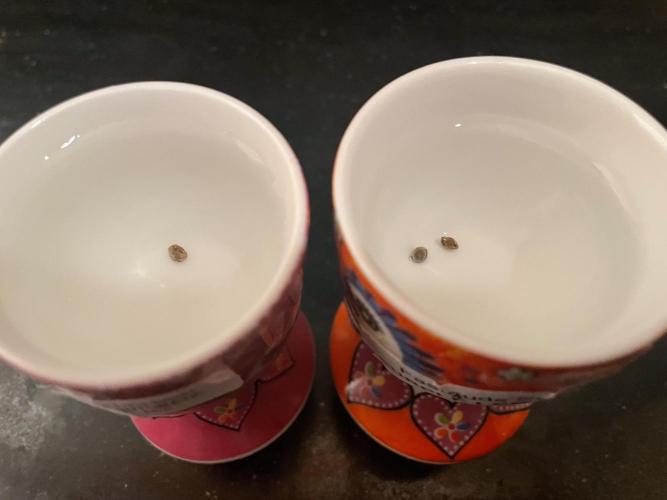 Outdoor Auto Grow ‘25. Week 0 - 1 NL seed and two Purple Lemonade’s