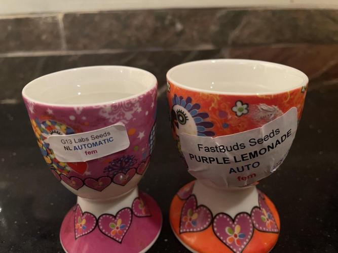 Outdoor Auto Grow ‘25. Week 0 - Egg cups have a duel use 😜