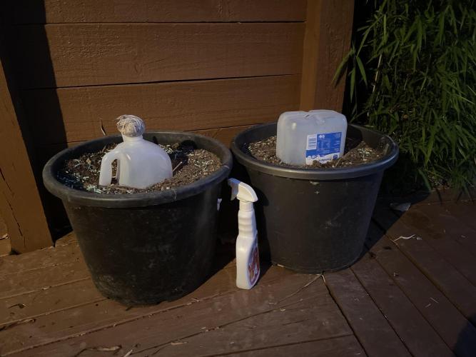 Outdoor Auto Grow ‘25. Week 0 - 14 November- put outside. PL on lhs and NL on rhs 