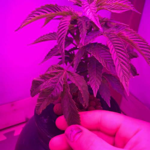 Lemon Kush DWC. Week 2