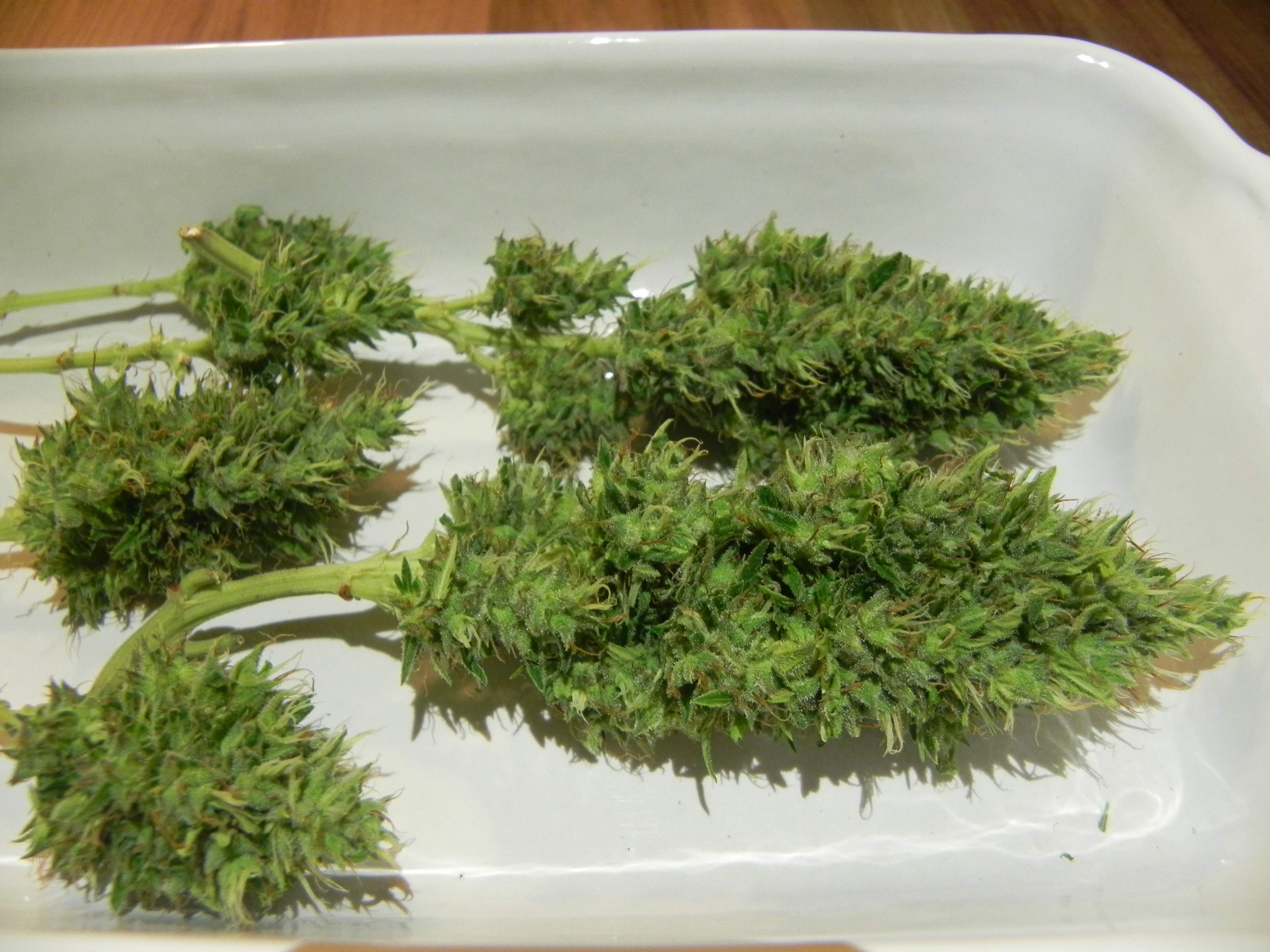 Female Seeds Lemon Kush grow diary (journal) harvest10 by HBGrow