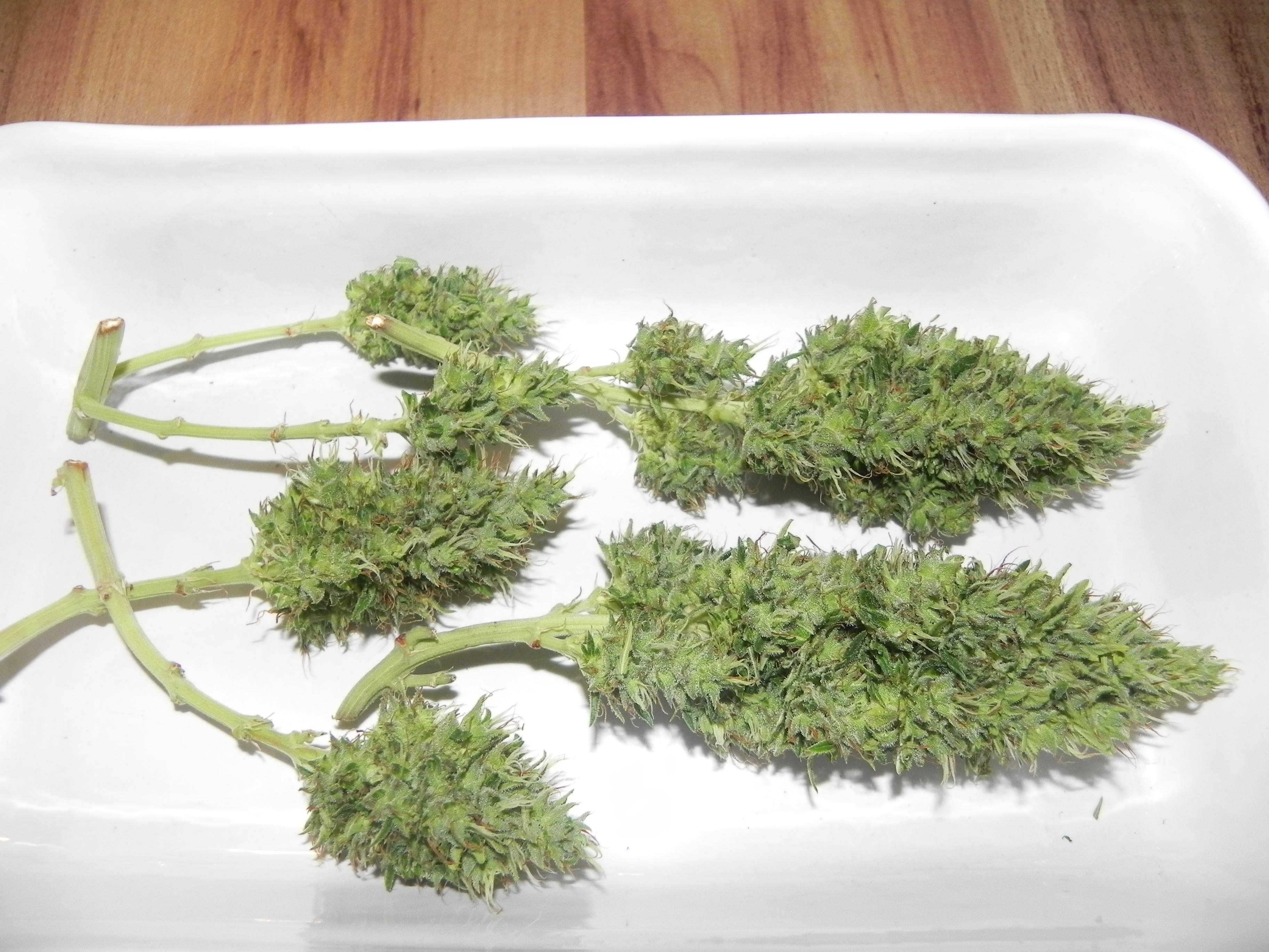 Female Seeds Lemon Kush grow diary (journal) harvest10 by HBGrow