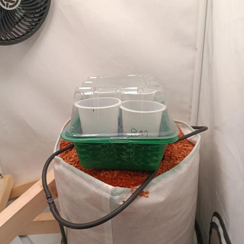 Let's Fucking Grow. Week 0