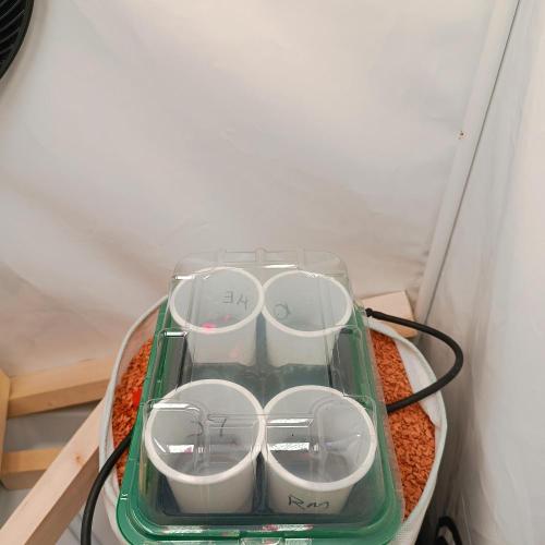 Let's Fucking Grow. Week 0