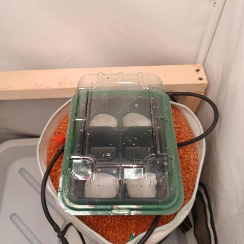 Let's Fucking Grow. Week 0