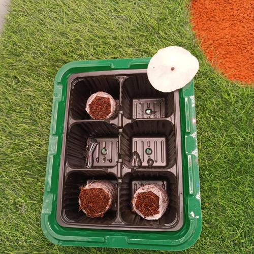 Let's Fucking Grow. Week 0