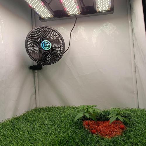 Let's Fucking Grow. Week 3