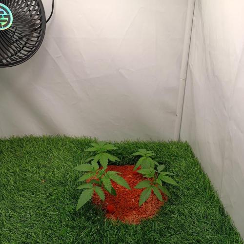 Let's Fucking Grow. Week 3