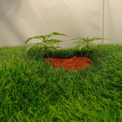 Let's Fucking Grow. Week 3