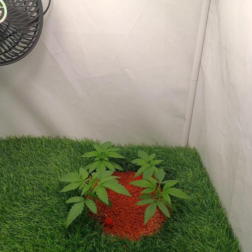 Let's Fucking Grow. Week 3