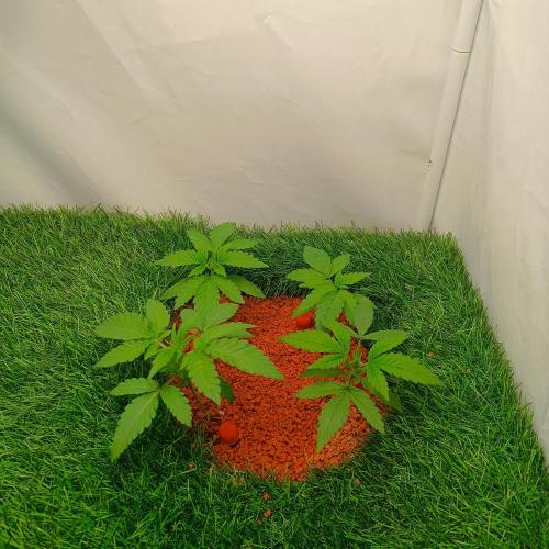Let's Fucking Grow. Week 3