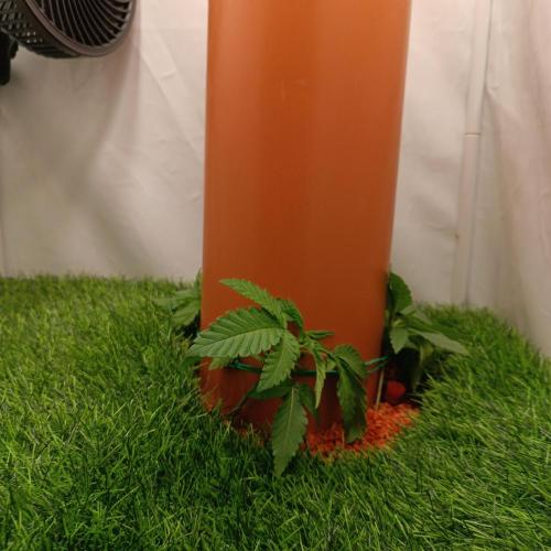 Let's Fucking Grow. Week 3