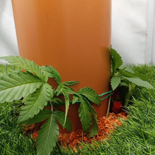 Let's Fucking Grow. Week 3