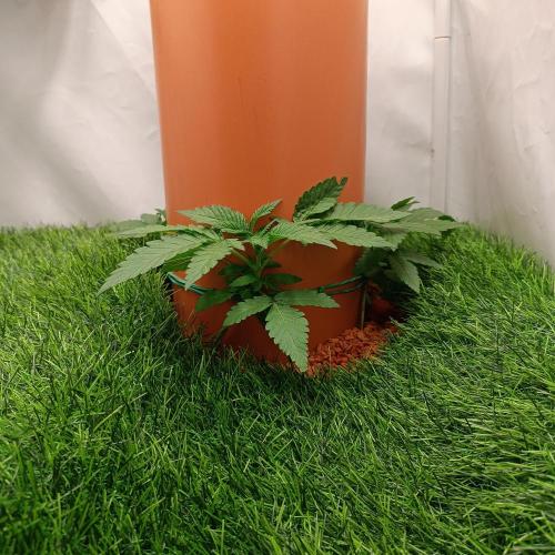 Let's Fucking Grow. Week 3