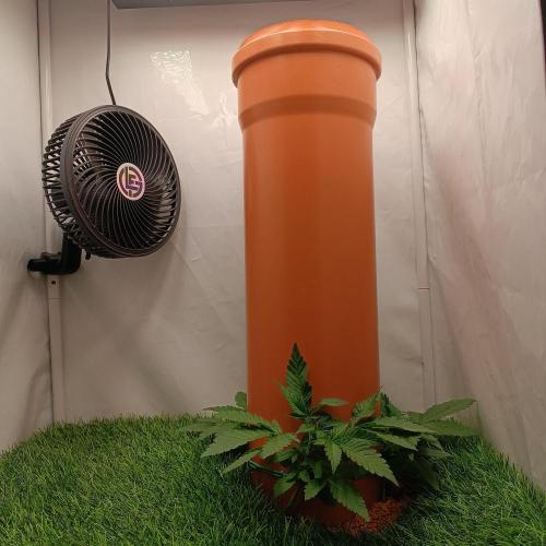 Let's Fucking Grow. Week 3