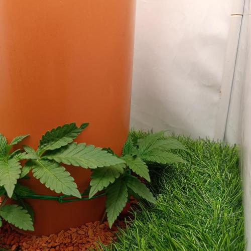 Let's Fucking Grow. Week 3