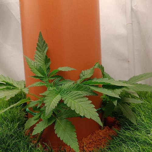 Let's Fucking Grow. Week 3