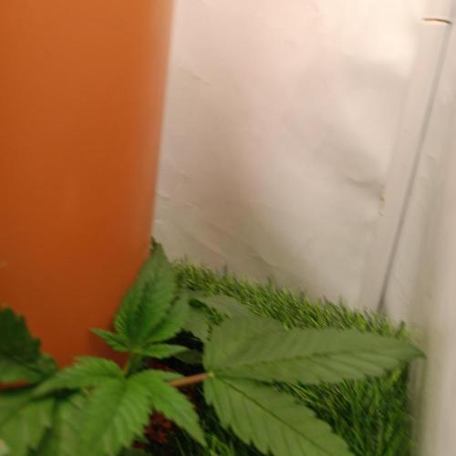 Let's Fucking Grow. Week 3