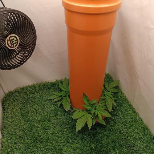 Let's Fucking Grow. Week 3