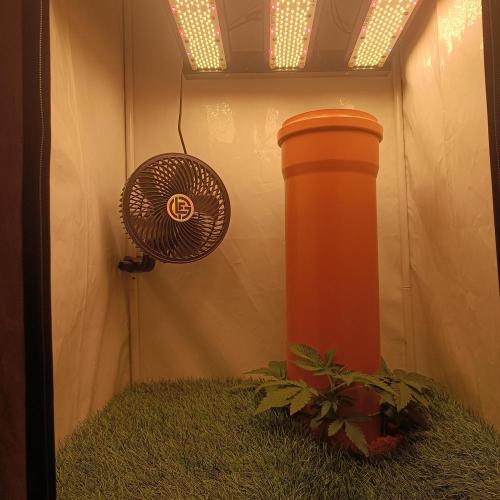 Let's Fucking Grow. Week 4