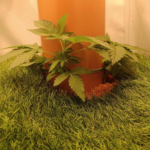 Let's Fucking Grow. Week 4