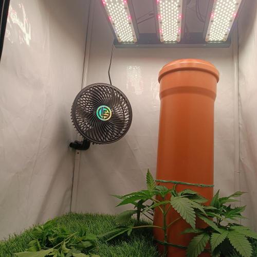 Let's Fucking Grow. Week 4