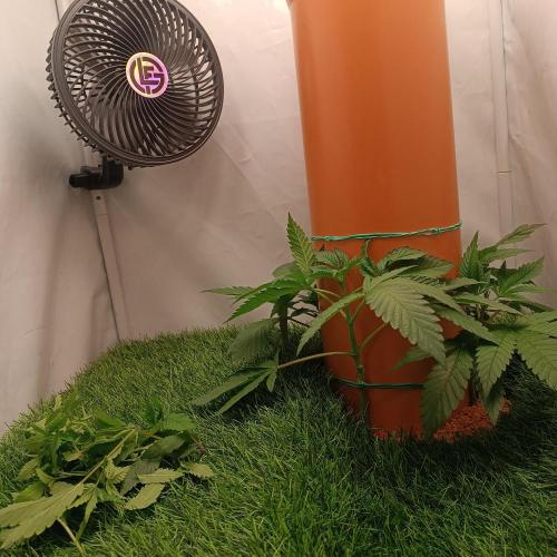 Let's Fucking Grow. Week 4