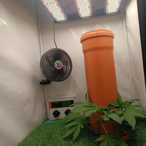 Let's Fucking Grow. Week 4