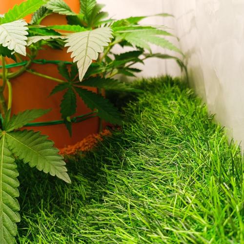 Let's Fucking Grow. Week 4