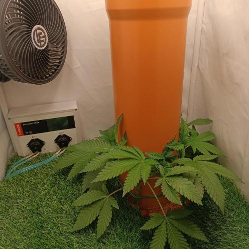 Let's Fucking Grow. Week 4
