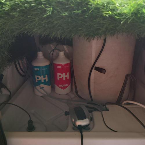 Let's Fucking Grow. Week 4