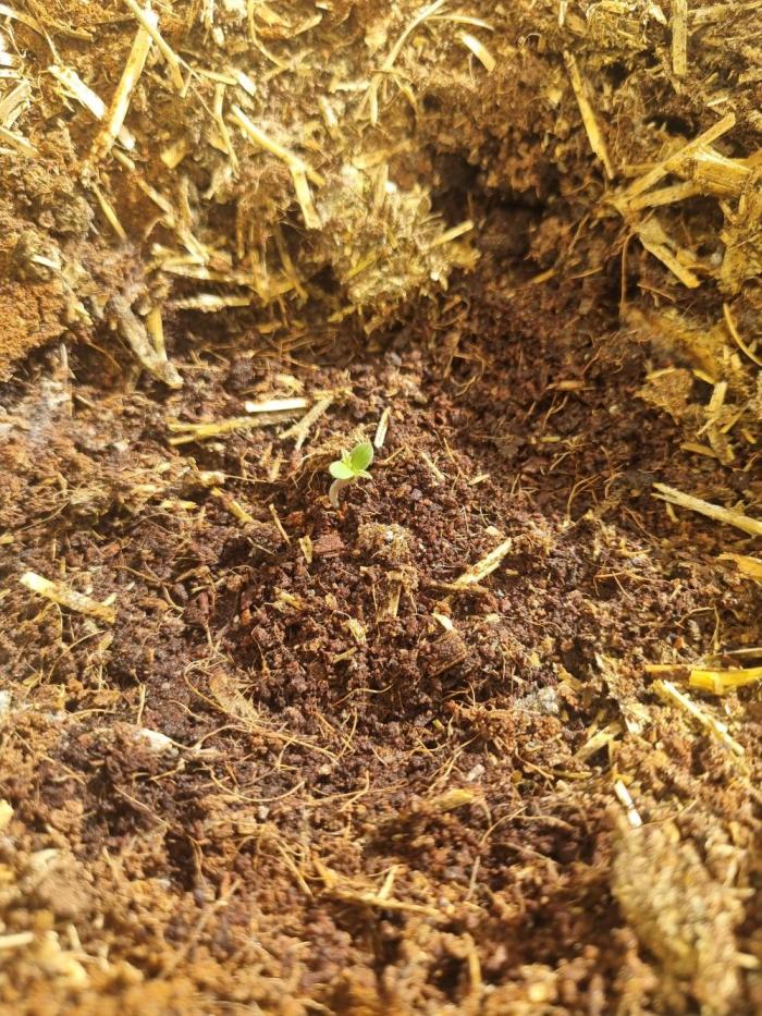 Northern lights UK outside/ greenhouse. Week 0 - Mixed super soil made added Alfa top dressed with a mix of neem cake power. 