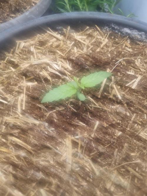 Northern lights UK outside/ greenhouse. Week 1