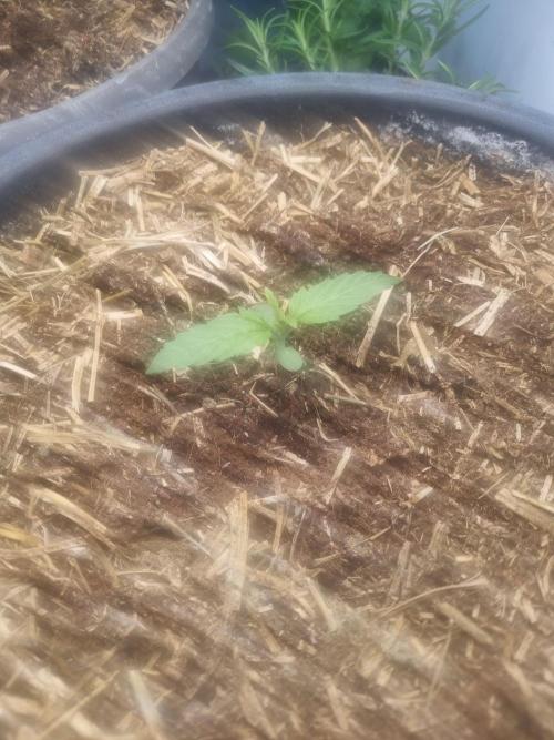 Northern lights UK outside/ greenhouse. Week 1 - Added water ph balanced. Moved light little lower got a bit of stretch not much