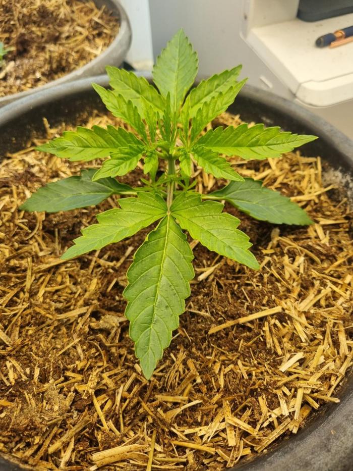 Northern lights UK outside/ greenhouse. Week 2 - Just water with made up super soil.