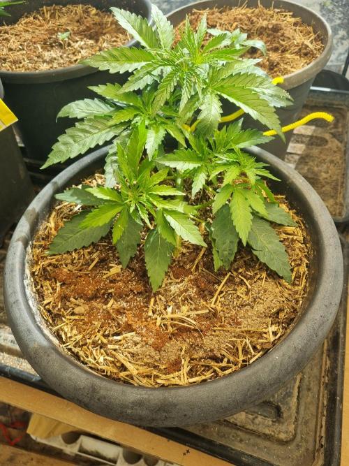 Northern lights UK outside/ greenhouse. Week 3 - Lst