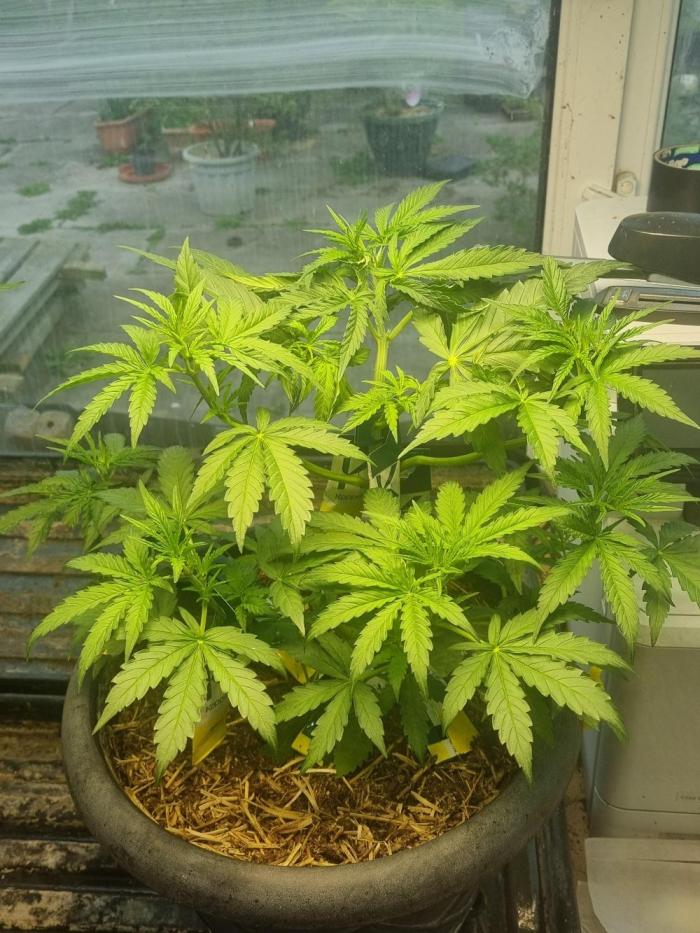 Northern lights UK outside/ greenhouse. Week 4