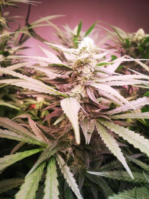 Critical Orange Punch. Week 4