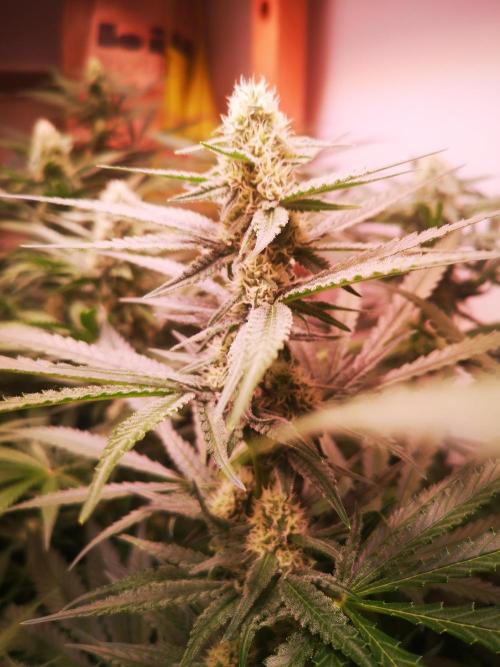 Critical Orange Punch. Week 4