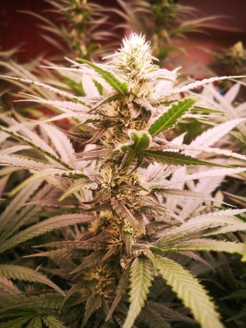 Critical Orange Punch. Week 4