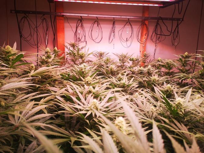 Critical Orange Punch. Week 4