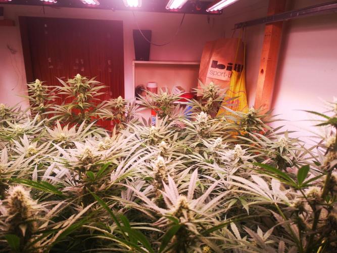 Critical Orange Punch. Week 4